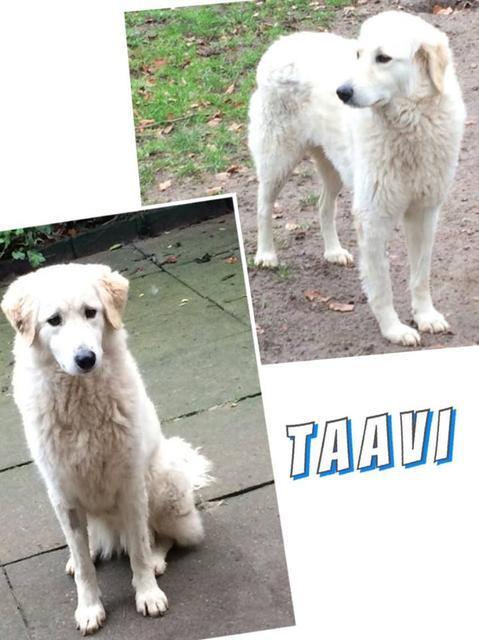 TAAVI in  Dassendorf