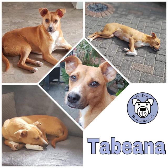 Tabeana in 52146 Würselen reserviert