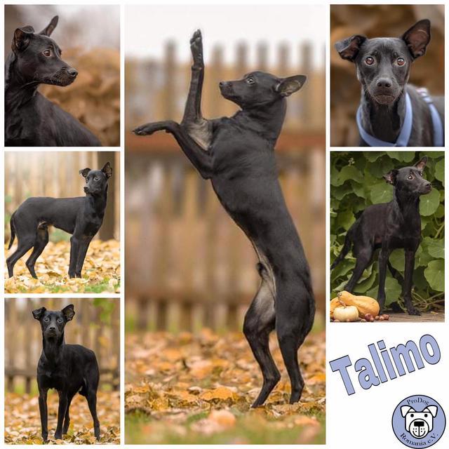 Talimo Text folgt Michelle (29.10.20 AKr.)