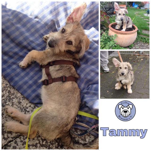 TAMMY in 75417 Mühlacker ***RESERVIERT***