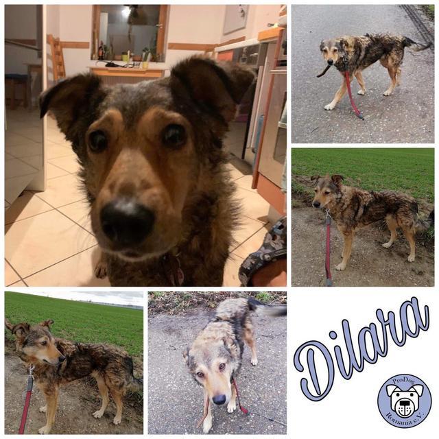 Dilara in 35708 Haiger reserviert