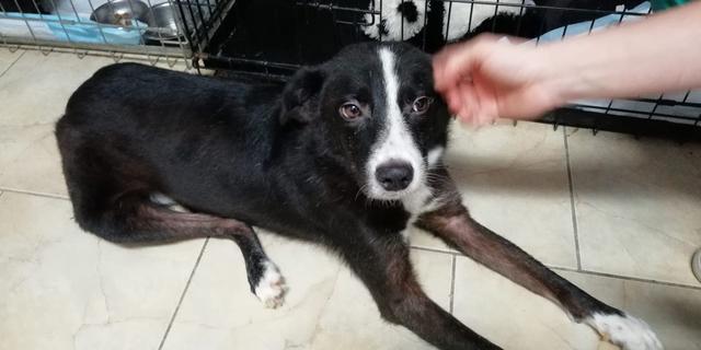 PERCY (Herr Frodo*) - RBB Februar 2019
