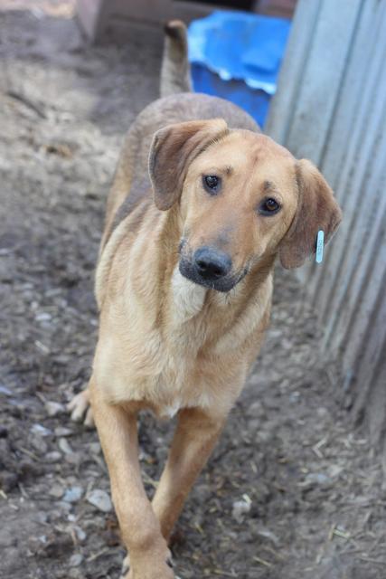 ANIKA - Pflegestelle gesucht, Rettungspate vorhanden - seit Oktober 2018 im Tierheim