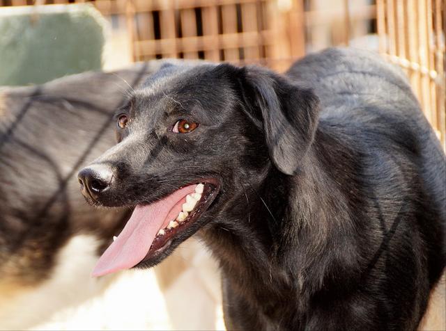 BARBARA - Pflegestelle gesucht, Rettungspate vorhanden - über 1,5 Jahre im Tierheim