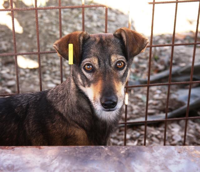 BRENDY - Pflegestelle gesucht, Rettungspate vorhanden - seit Oktober 2018 im Tierheim