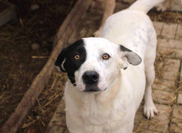 DANILO - Pflegestelle gesucht, Rettungspate vorhanden - seit Mai 2018 im Tierheim