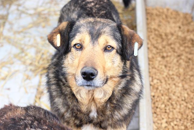 DEVAN - Pflegestelle gesucht, Rettungspate vorhanden - seit Oktober 2018 im Tierheim