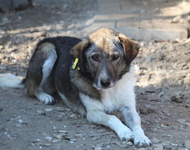 ELBA - Pflegestelle gesucht, Rettungspate vorhanden - seit Dezember 2016 im Tierheim