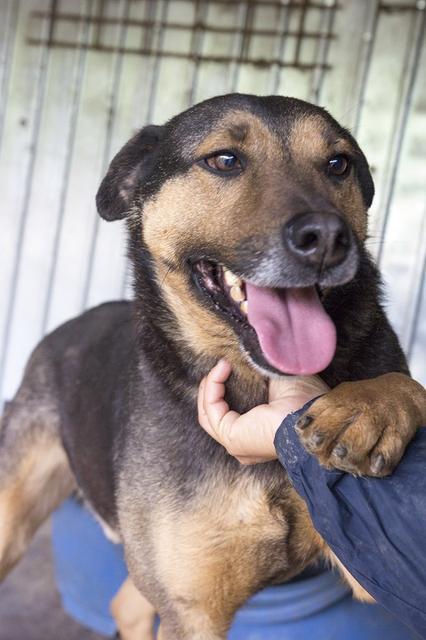 FLAVIU - Pflegestelle gesucht, Rettungspate vorhanden - seit 4 Jahren im Tierheim