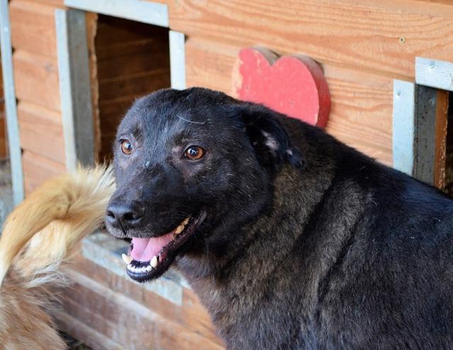 FRAJO - Pflegestelle gesucht, Rettungspate vorhanden - ca. 45cm - über 3 Jahre im Tierheim