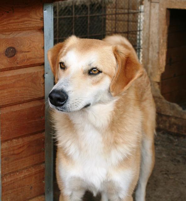 FREDDY - Pflegestelle gesucht, Rettungspate vorhanden - seit Dezember 2017 im Tierheim