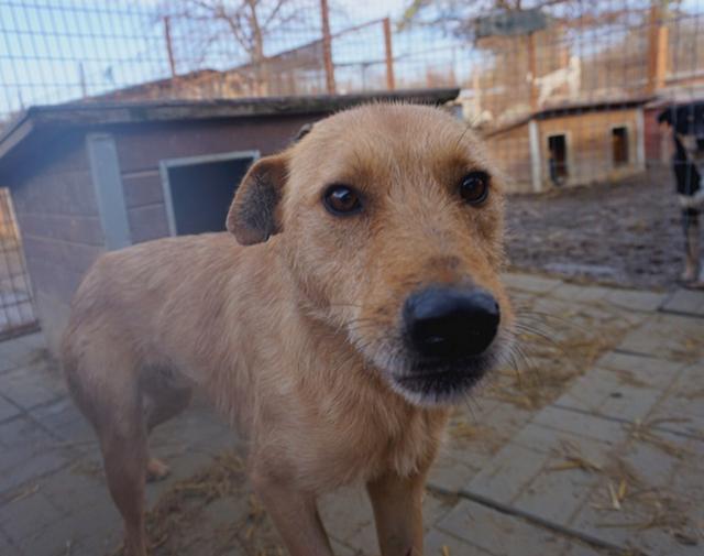 GINO - Pflegestelle gesucht, Rettungspate vorhanden - seit Mai 2017 im Tierheim