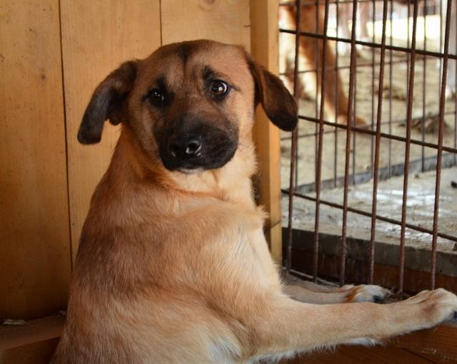 HENK - Pflegestelle gesucht, Rettungspate vorhanden - über 2 Jahre im Tierheim