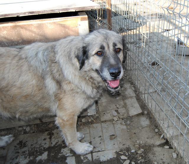 JAKOUMA - Pflegestelle gesucht, Rettungspate vorhanden - seit Oktober 2018 im Tierheim