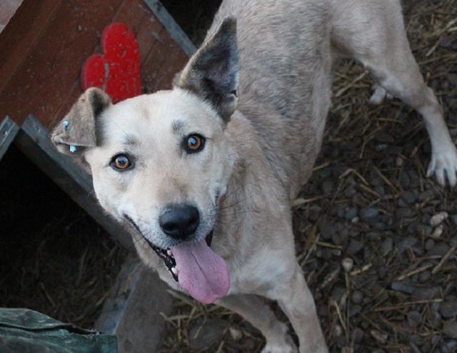 LEVIN - Pflegestelle gesucht, Rettungspate vorhanden - seit Dezember 2016 im Tierheim