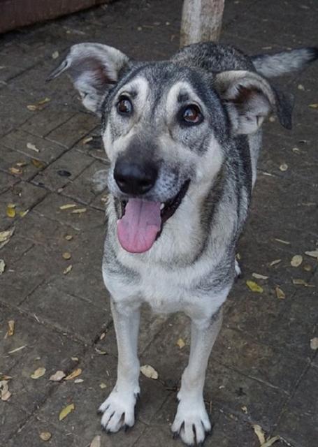 LUCIEN - Pflegestelle gesucht, Rettungspate vorhanden - ca. 50/55cm - über 4 Jahre im Tierheim