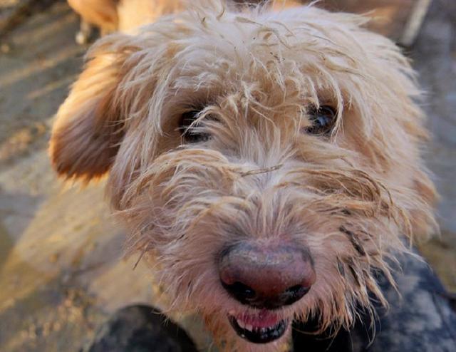 RÜBE - Pflegestelle gesucht, Rettungspate vorhanden - seit Dezember 2018 im Tierheim