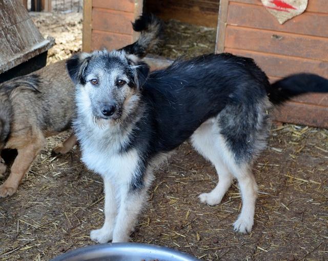 SABRINA - Pflegestelle gesucht, Rettungspate vorhanden - ca. 45 cm