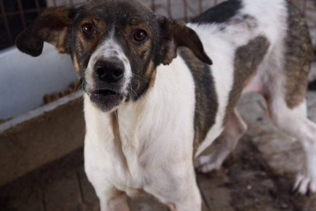 STINE - Pflegestelle gesucht, Rettungspate vorhanden - seit Oktober 2018 im Tierheim