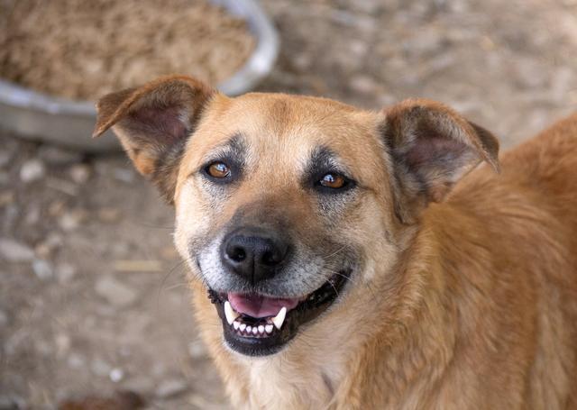 ZARAH - Pflegestelle gesucht, Rettungspate vorhanden - seit April 2019 im Tierheim