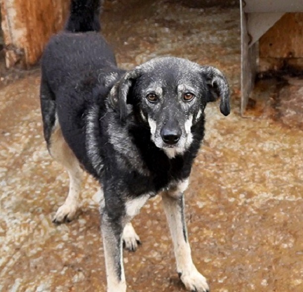 ZORRO - Pflegestelle gesucht, Rettungspate vorhanden - seit 2016 im Tierheim