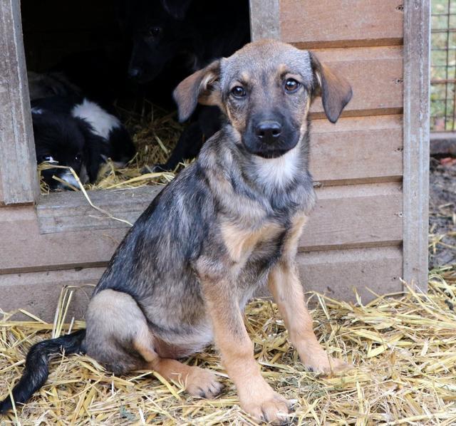 PHOEBE - reserviert Tierhilfe Lebenswert e.V. (MP)