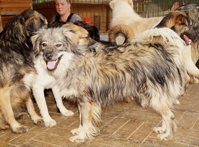 MALCOLM  - reserviert Menschen für Tiere Landau (GC)