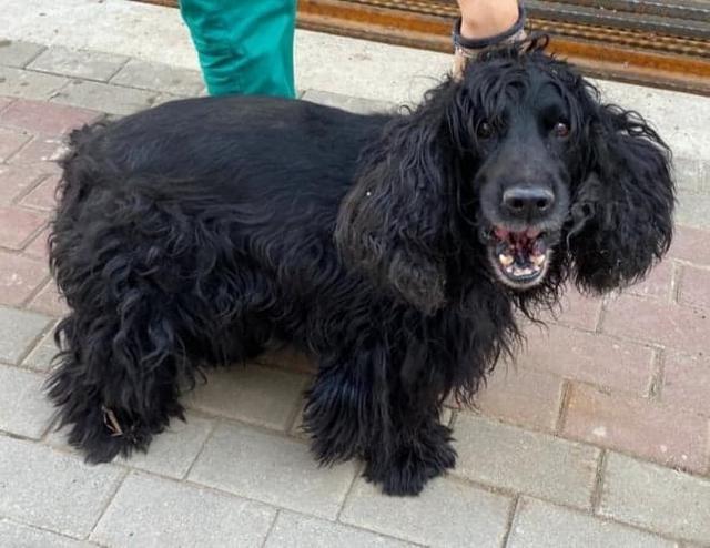 NERO - reserviert Cocker Rettung ev. over Menschen für Tiere Landau