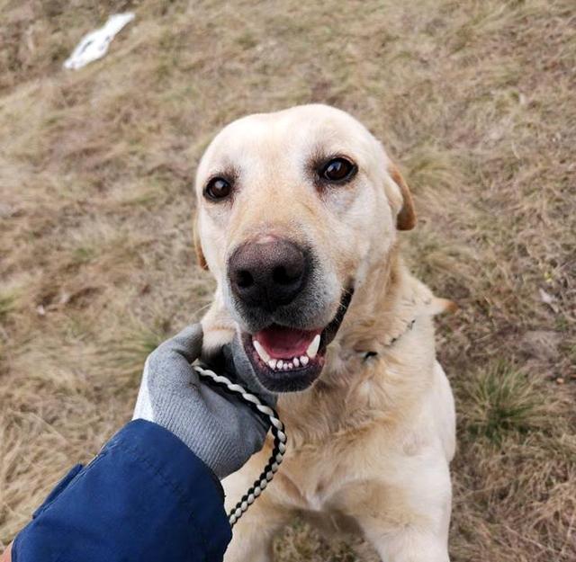 DENNY - ca. 55 - Labrador - reserviert Tierheim Koblenz