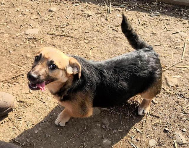 SAM (CORGI) - reserviert PDR (GC)