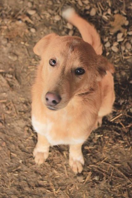 BESUN - reserviert Hundescheune Fläming