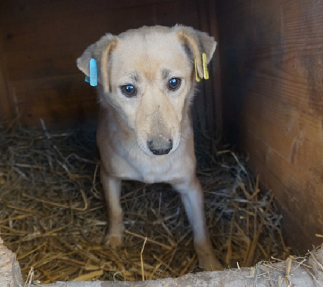 WANA - reserviert Tierheim Ahrweiler