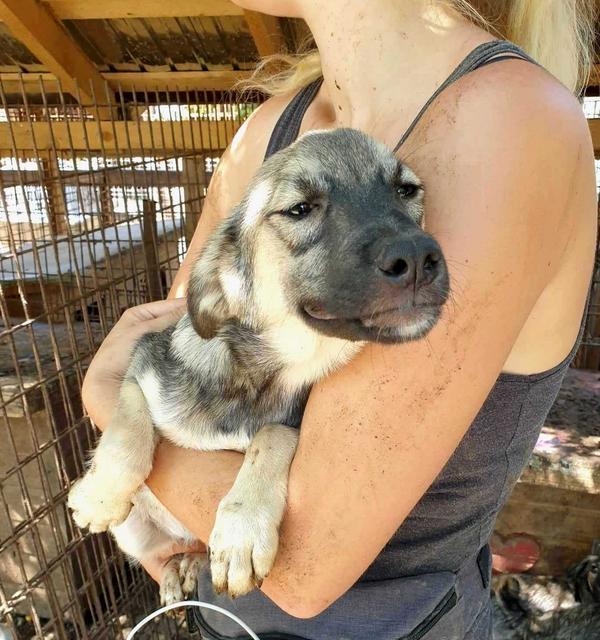 CLEOPHEE - reserviert Tiere brauchen Freunde