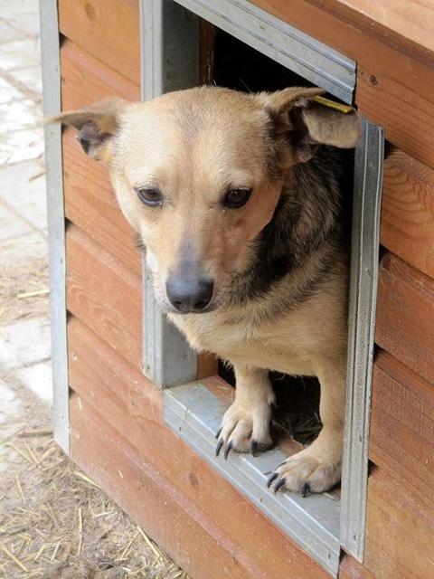 ELIDA - reserviert Tierhilfe Lebenswert e.V. (MP)