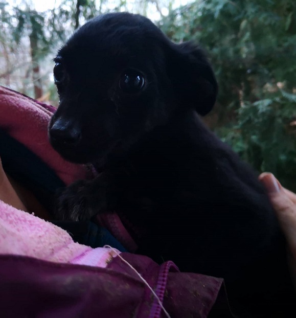 CHIQUITA (MOLLY) - reserviert Silke