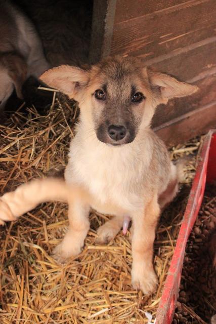 FENNEK ist reserviert Tierheim Filderstadt