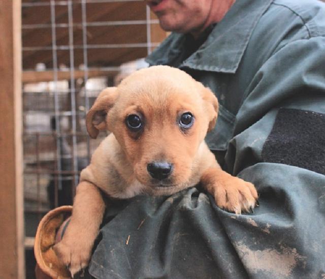 GÜNNI - reserviert 4Animals