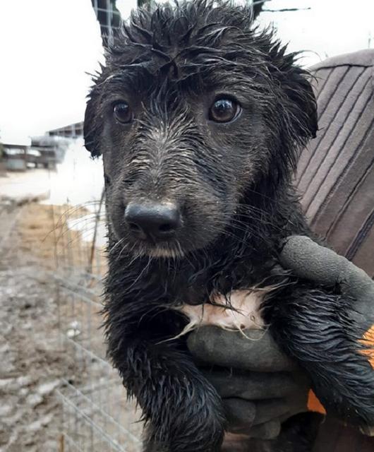 JESSA - reserviert Hundescheune Fläming