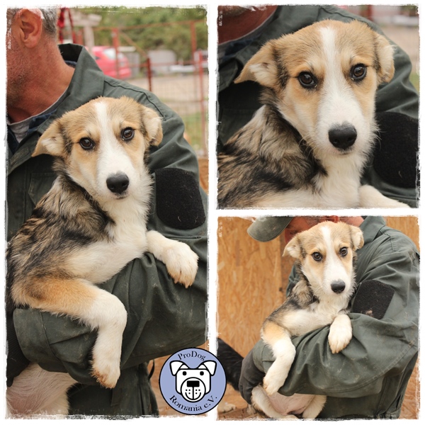 MIKA - reserviert Tierheim Tuttlingen