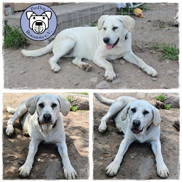LUNA  Cane Corso Mix - reserviert PS (BM)