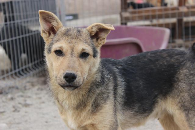 SASHA - reserviert Tierheim Tuttlingen