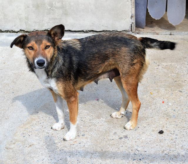 MINKA - reserviert Hamburger Tierschutzverein