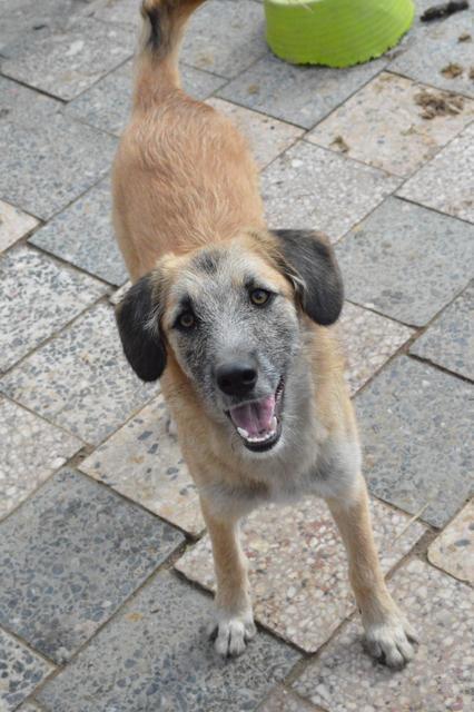 PEBBLES - reserviert Hamburger Tierschutzverein