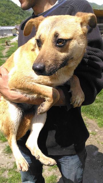 DUFFY - reserviert für Casa Animale e.V. (Ti)