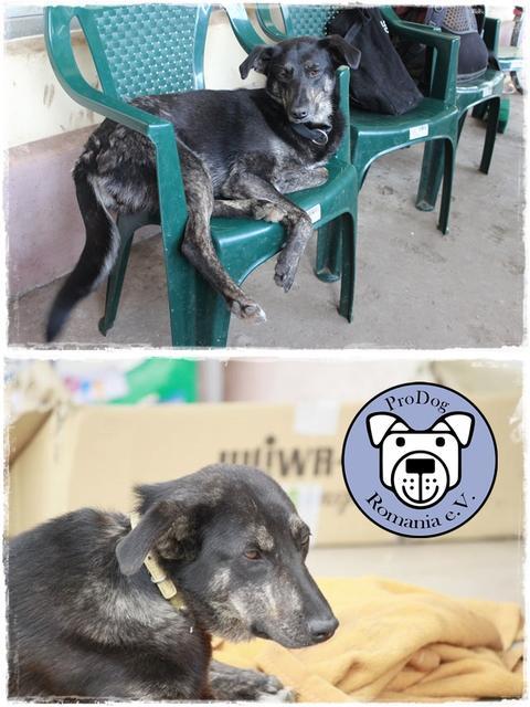 NIKKI  - reserviert für Casa Animale (Ti)