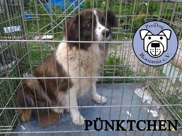 PÜNKTCHEN reserviert (N)