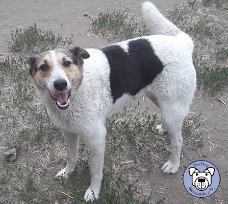 GRENNA - reserviert Tiere brauchen Freunde
