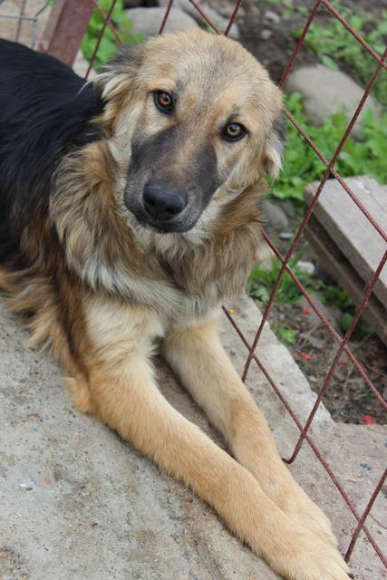 LOUIS - reserviert Hundehilfe Salzgitter