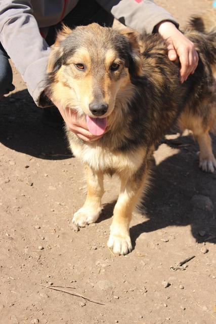 EMILIO - reserviert Tierheim Tuttlingen