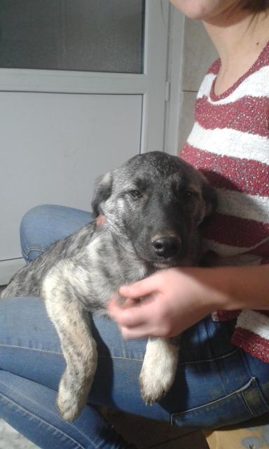 GRIGIA - reserviert Tierheim Tuttlingen